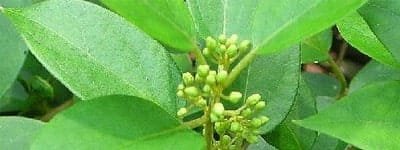 gymnema sylvestre